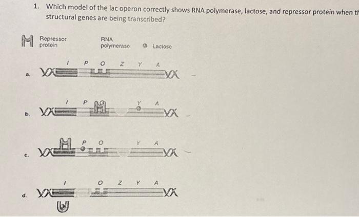 Solved 1. Which model of the lac operon correctly shows RNA | Chegg.com