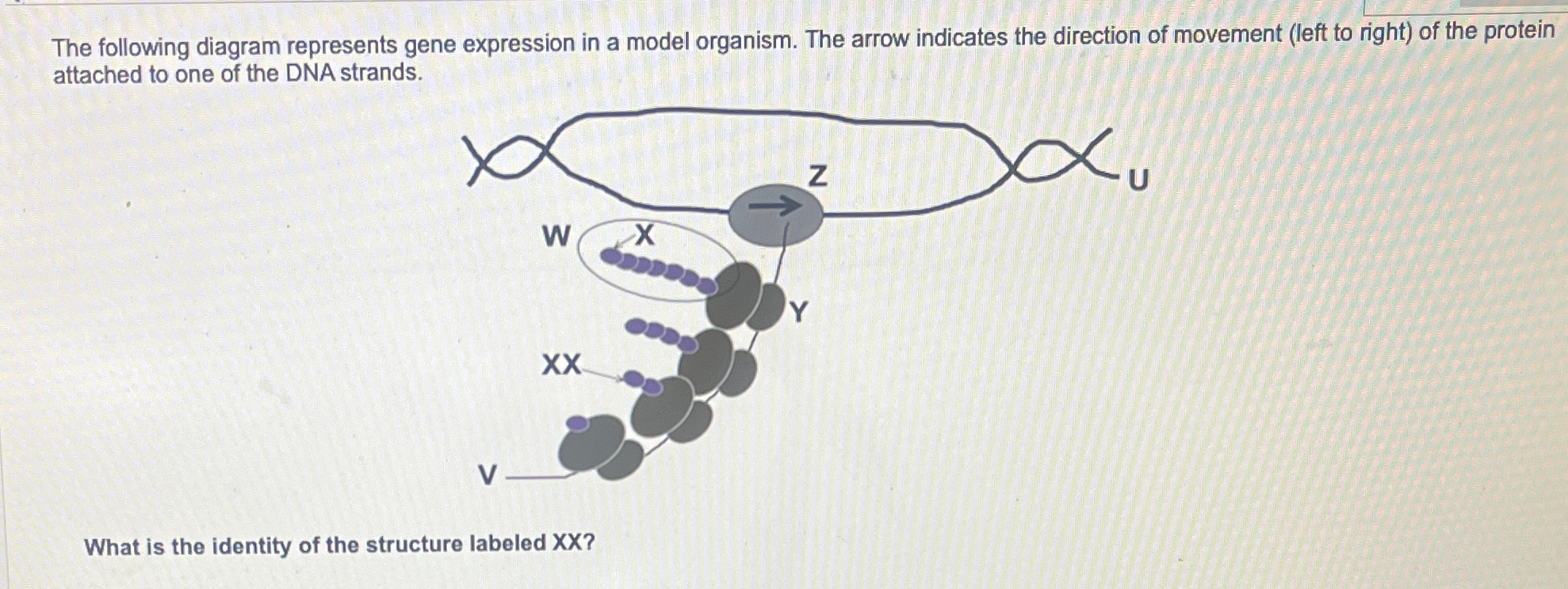 Solved The following diagram represents gene expression in a | Chegg.com