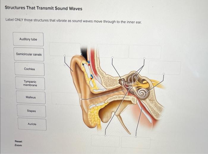 Solved Structures That Transmit Sound Waves Label ONLY those | Chegg.com