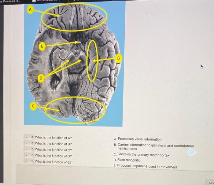 Solved What is the function of A? A. Processes visual | Chegg.com