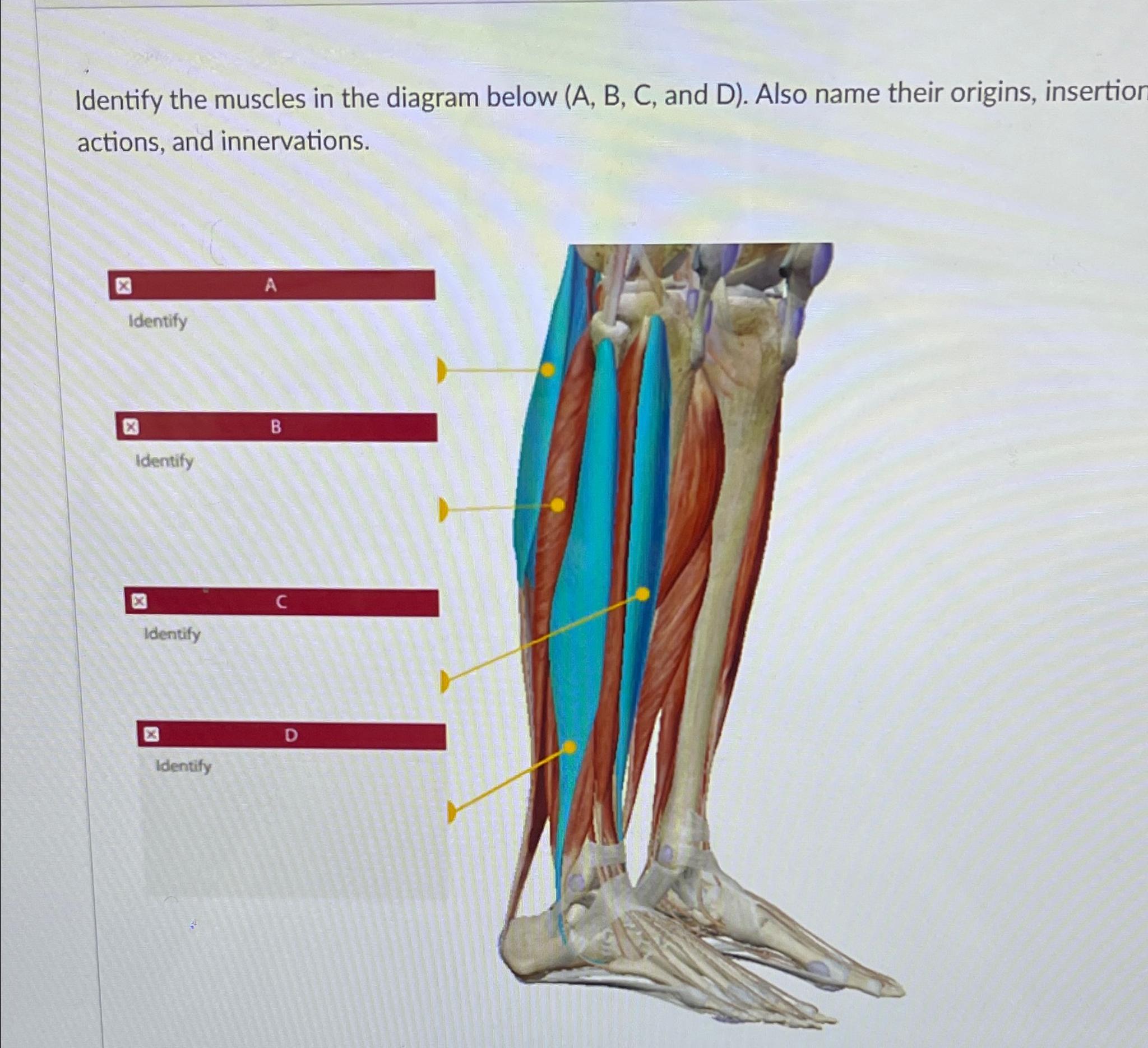 Solved Identify The Muscles In The Diagram Below (A, ﻿B, ﻿C, | Chegg.com