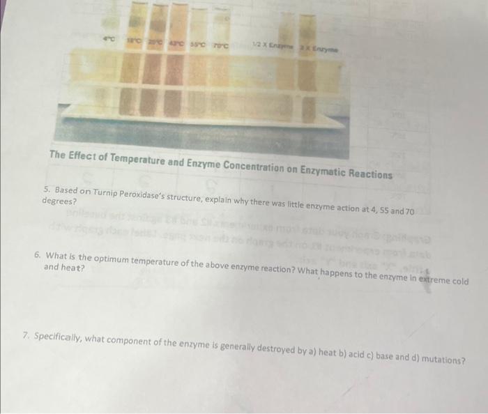 Solved The Effect of Temperature and Enzyme Concentration on | Chegg.com