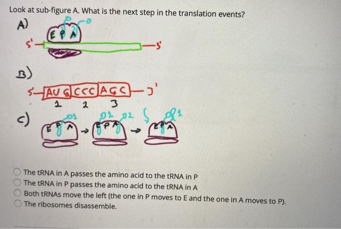 Solved Look at sub-figure A. What is the next step in the | Chegg.com