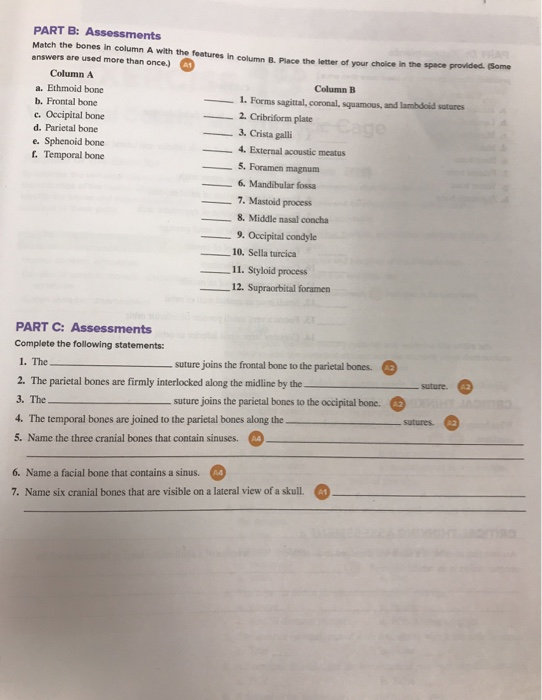 Solved PART B: Assessments Match The Bones In Column A With | Chegg.com