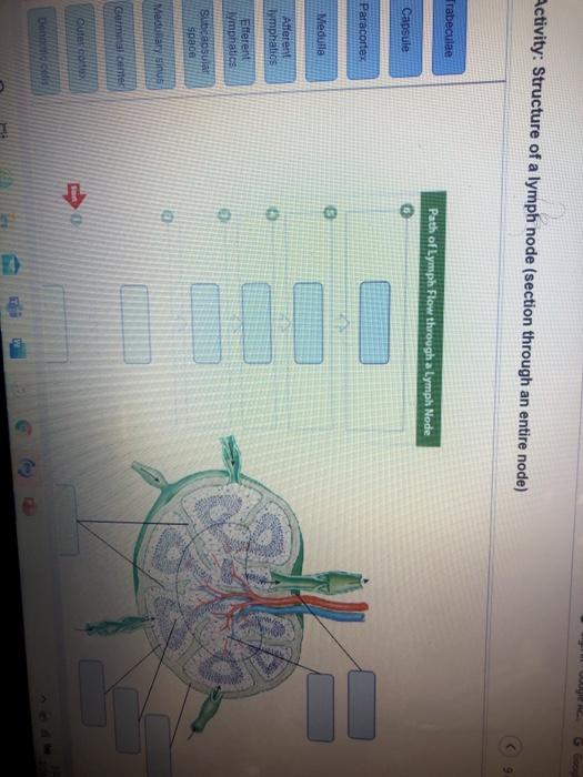 Solved D A Activity: Structure of a lymph node (section | Chegg.com