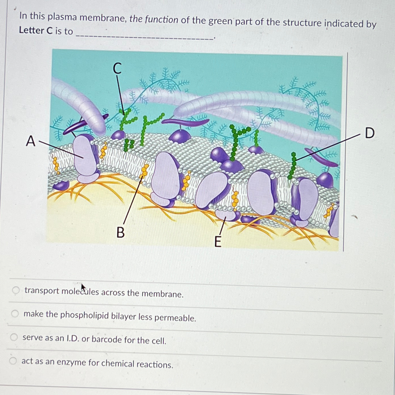 Solved In this plasma membrane, the function of the green | Chegg.com