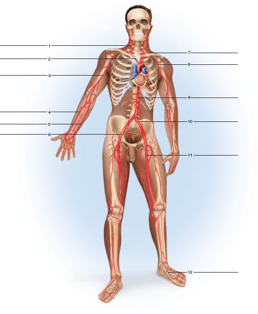 Solved Label The Major Arteries And Veins Indicated In Figures Chegg Com