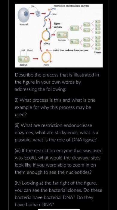 Solved Describe the process that is illustrated in the | Chegg.com