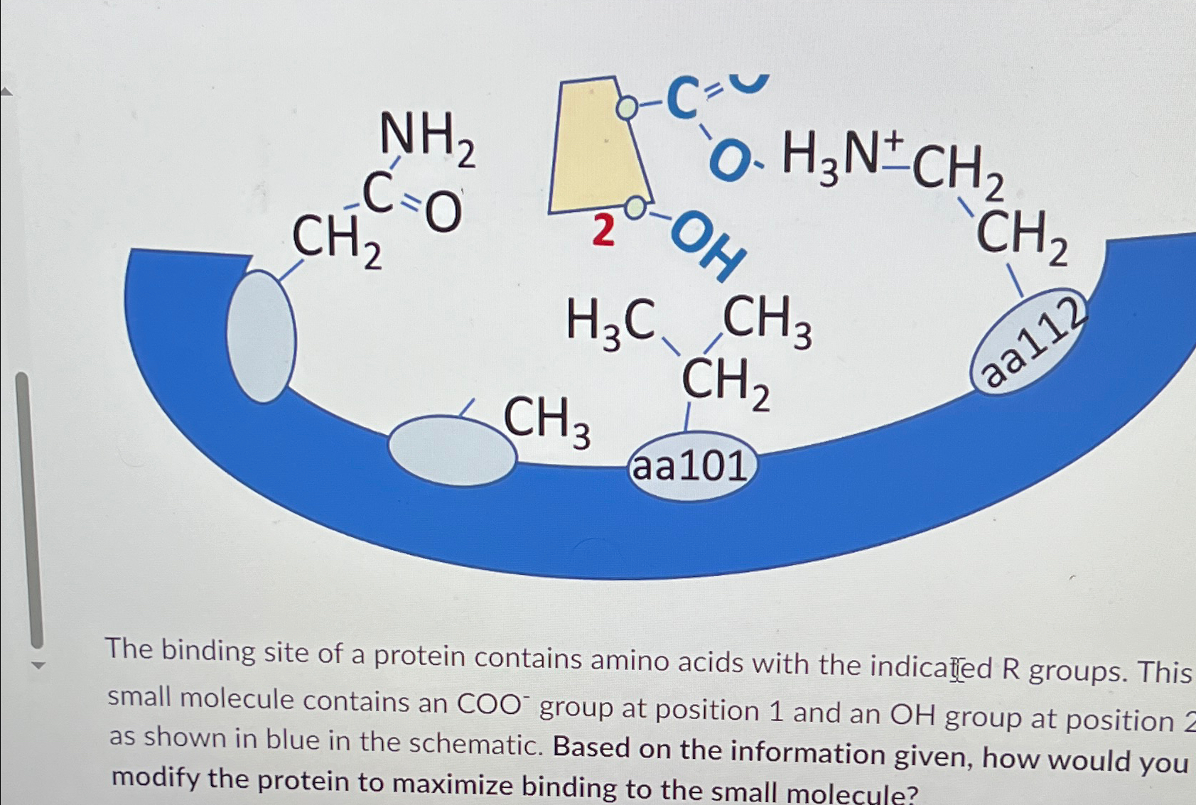Solved The binding site of a protein contains amino acids | Chegg.com