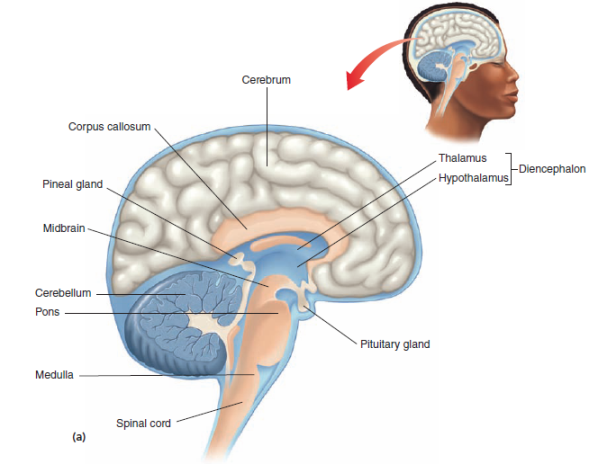 Solved Label The Diagram Use Figure To Check Your Answers Figure Chegg Com