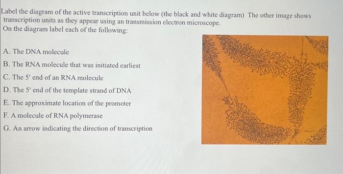 Label the diagram of the active transcription unit below (the black and white diagram) The other image shows transcription un