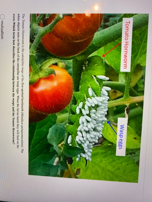 Solved Tomato Hornworm Wasp eggs The Tomato Hornworm is the