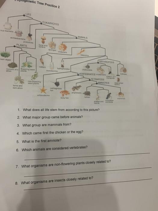 solved-phylogenetic-tree-practice-1-hagfish-salamander-chegg