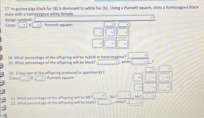 Solved 17. In Guinea Pigs Black Fur (B) Is Dominant To White | Chegg.com