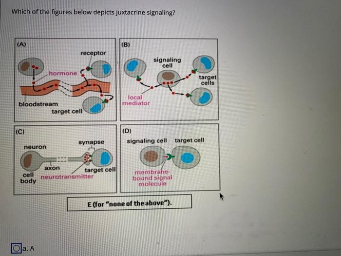 Solved Which of the figures below depicts juxtacrine | Chegg.com