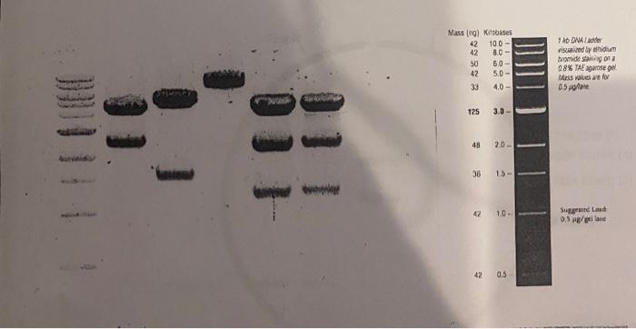 Solved 2. (4 pts) From the data (gel image below) label each | Chegg.com