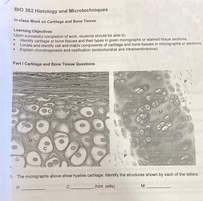 Solved BIO 362 Histology and Microtechniques In-class Work | Chegg.com