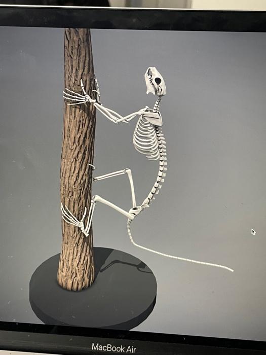 Solved Workstation 1 Carpolestes simpsoni Identify as many