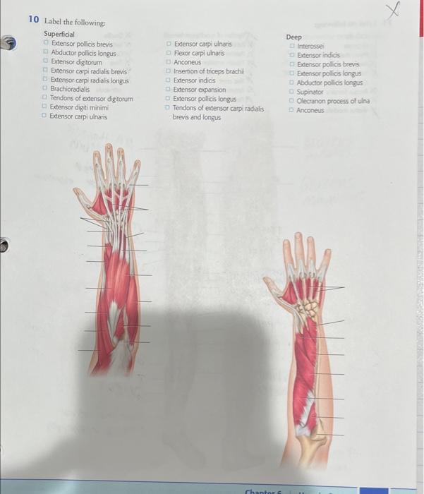 Solved 10 Label the following: Superficial Extensor pollicis | Chegg.com