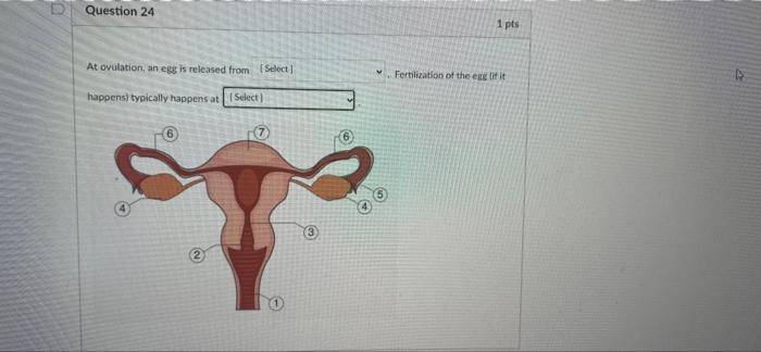 Solved D Question 24 1 pts At ovulation, an egg is released | Chegg.com