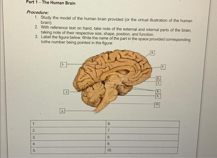 Solved The Human BrainProcedure: 1. Study the model of the | Chegg.com