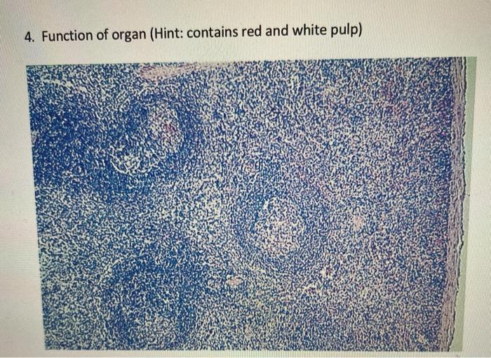 Solved 4. Function of organ (Hint contains red and white