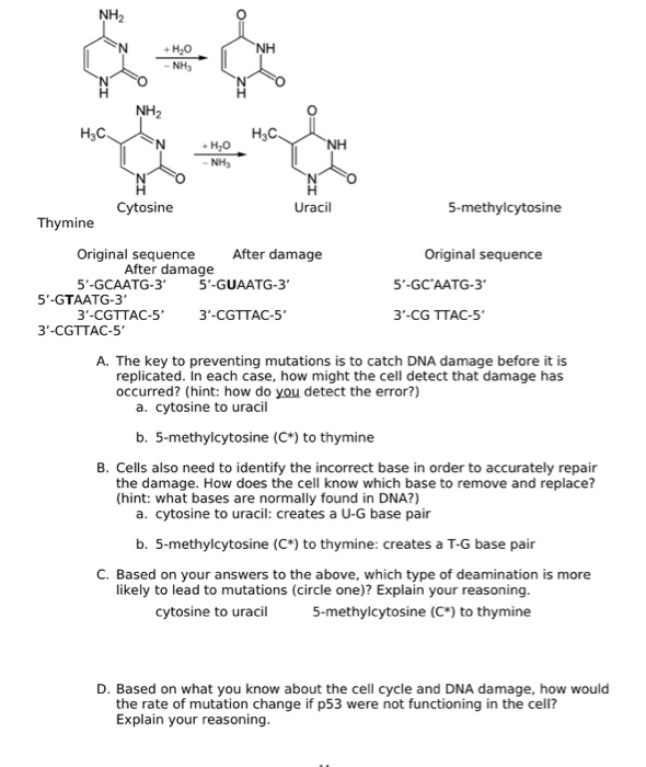 spontaneous dna damage deamination