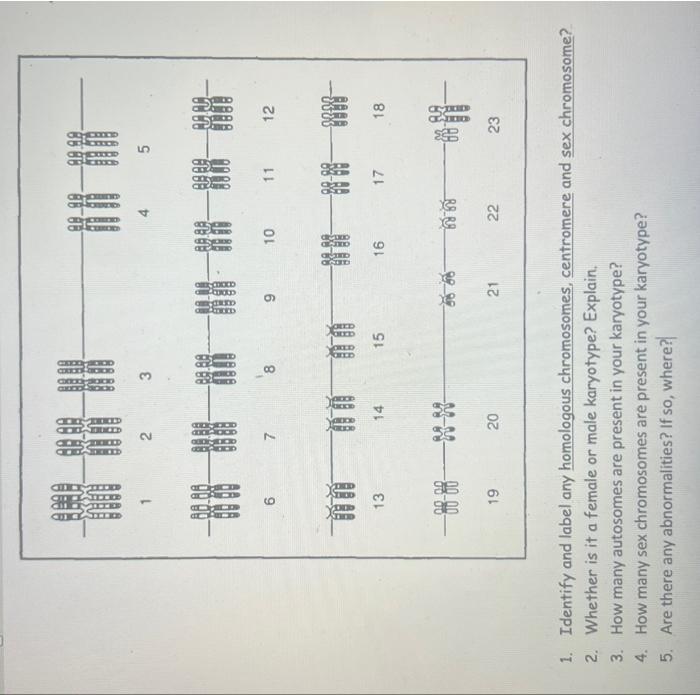 Solved 1. Identify and label any homologous chromosomes,