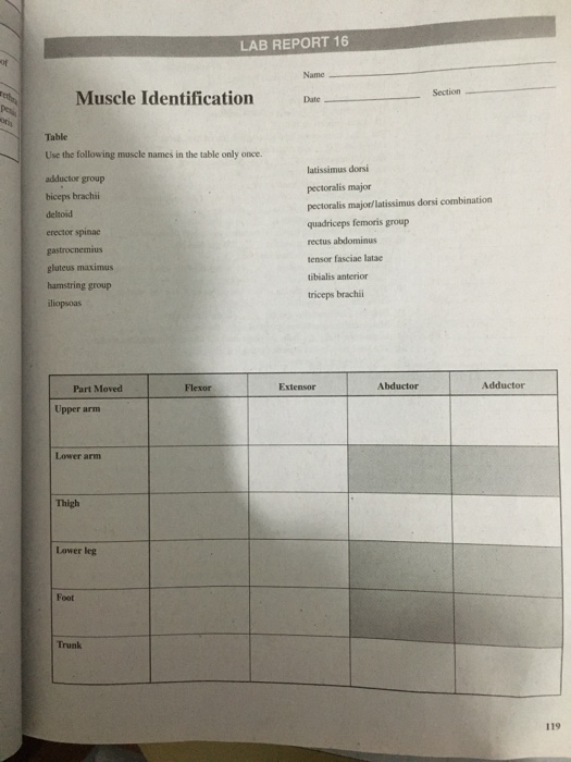 Solved LAB REPORT 16 Name Muscle Identification Section Date