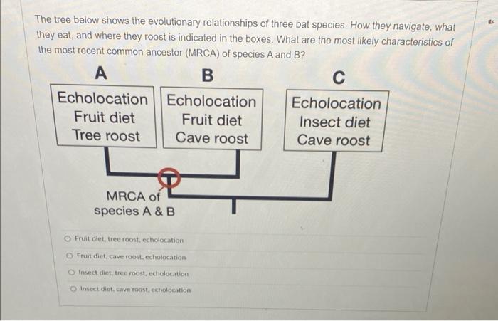 The tree below shows the evolutionary relationships | Chegg.com