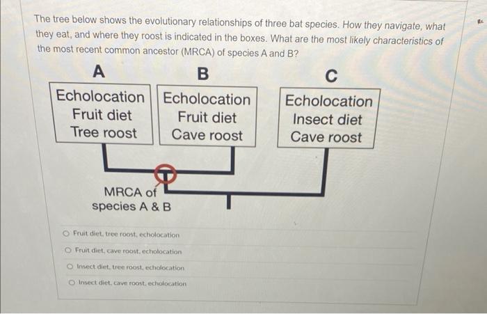 The Tree Below Shows The Evolutionary Relationships | Chegg.com