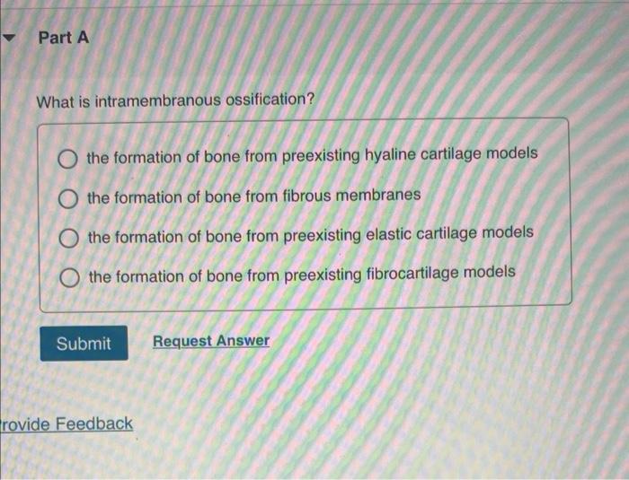 What is intramembranous ossification?
the formation of bone from preexisting hyaline cartilage models
the formation of bone f