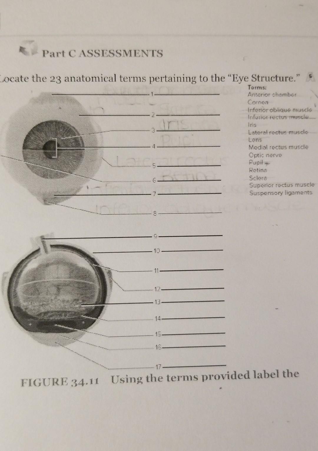 solved-part-c-assessments-locate-the-23-anatomical-terms-chegg