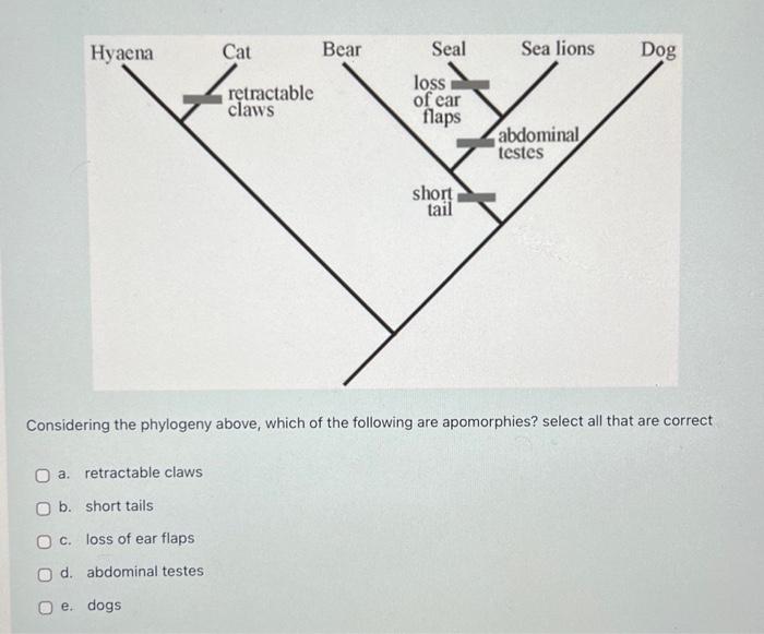 Solved Considering The Phylogeny Above, Which Of The | Chegg.com