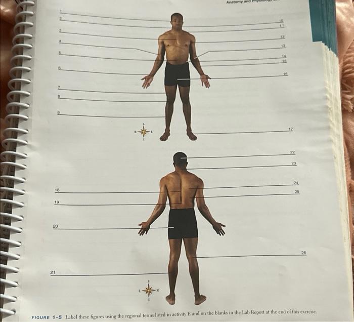 Solved FIGURE 1-5 Label these figures using the regional | Chegg.com