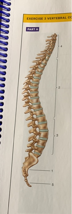 Solved: Parta Refer To The Skeletal Material Provided By Y 