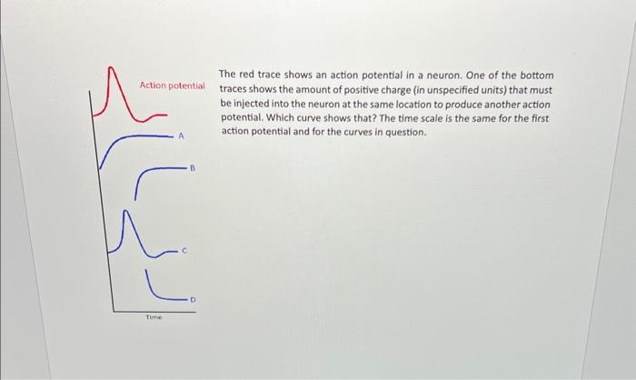 Solved The red trace shows an action potential in a neuron. | Chegg.com