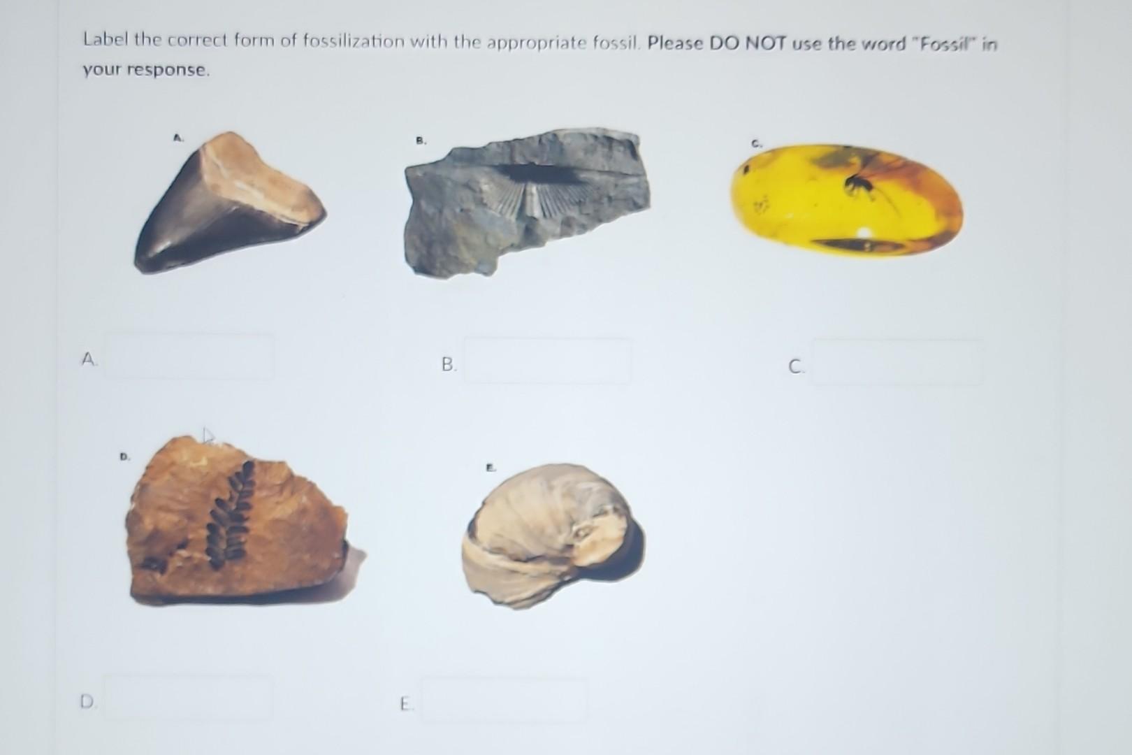 Solved Label The Correct Form Of Fossilization With The | Chegg.com