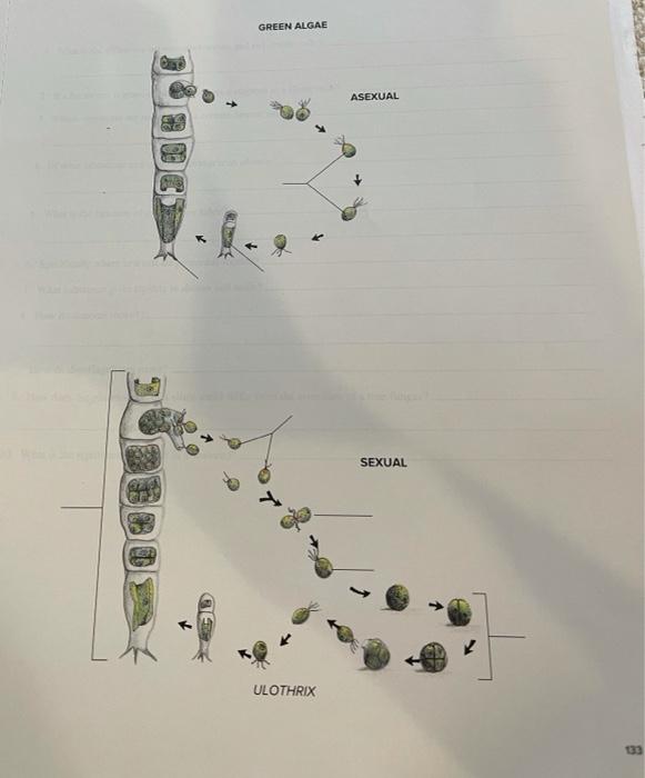 ulothrix life cycle