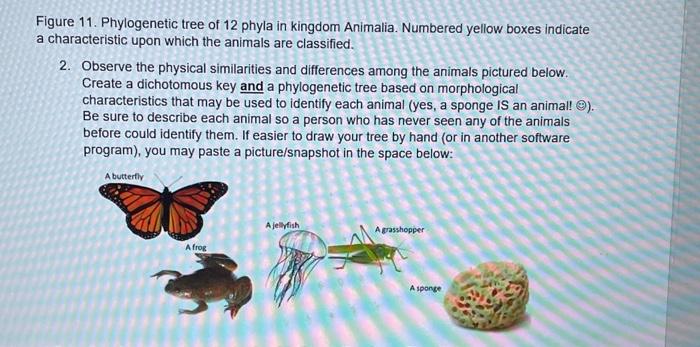 Solved Figure 11. Phylogenetic tree of 12 phyla in kingdom | Chegg.com