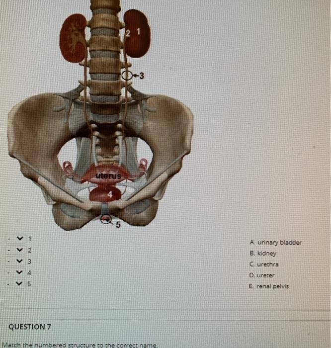 Question: 21 0-3 Uterus 5 ΣΣΣΣΣ WN A Urinary Bladder B. Kidney C ...