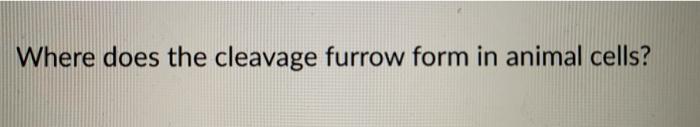 Solved Where does the cleavage furrow form in animal cells? | Chegg.com