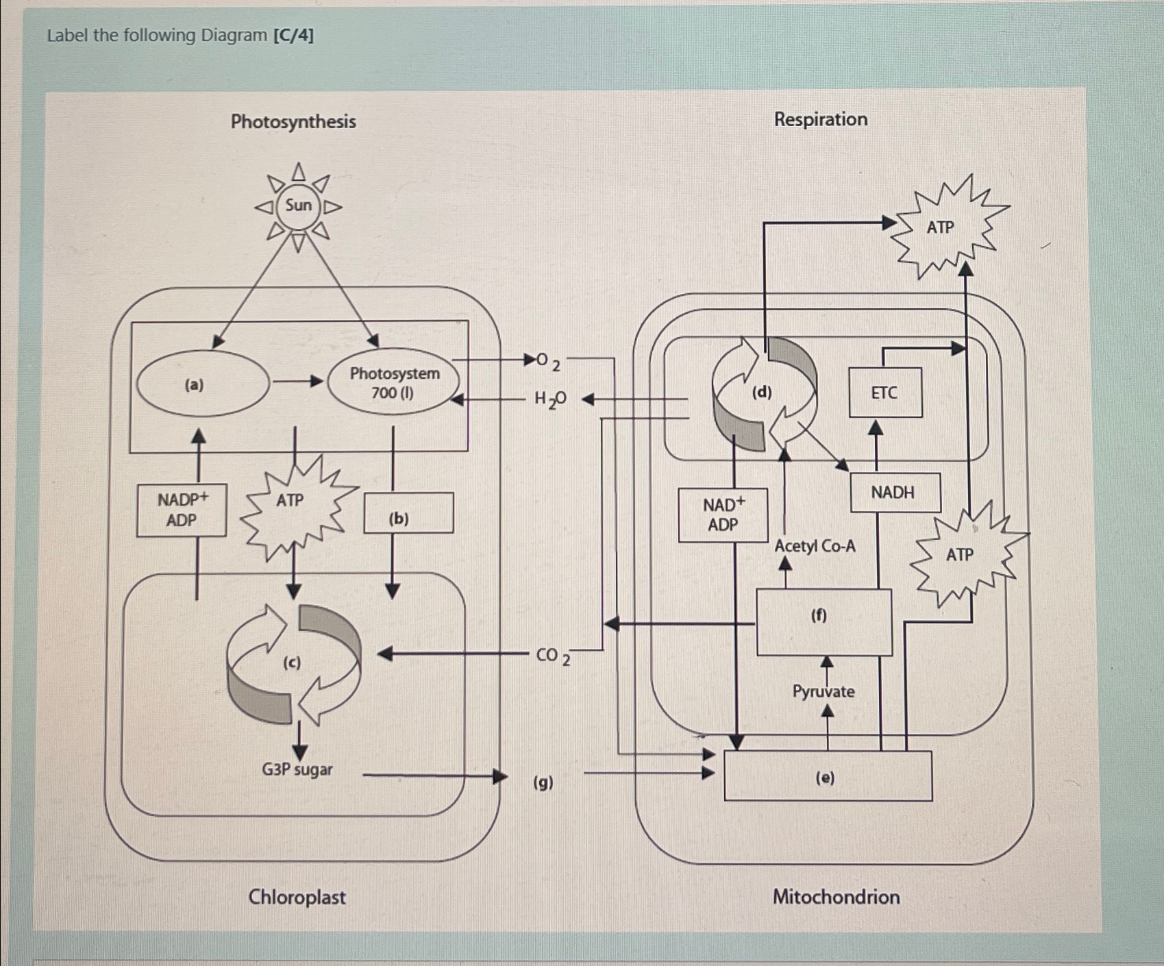 Solved Label the following Diagram | Chegg.com