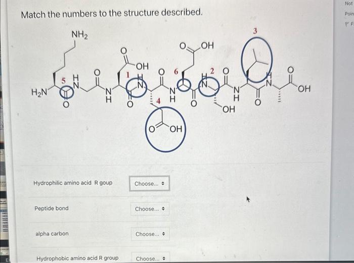 Match the numbers to the structure described.