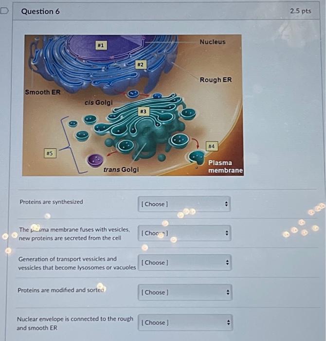 Proteins are synthesized The 1.3 ma membrane fuses