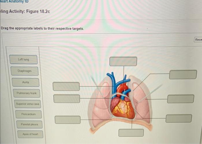 Solved Drag the appropriate labels to their respective | Chegg.com