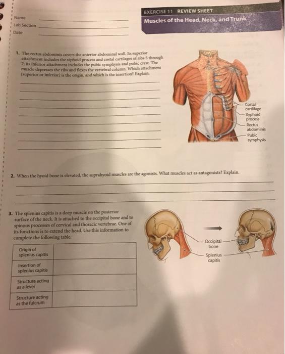 Solved EXERCISE 11 REVIEW SHEET Muscles of the Head, Neck,