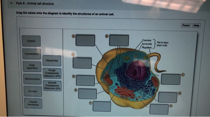 Part A Animal Cell Structure Ding The Labels Onto Chegg Com