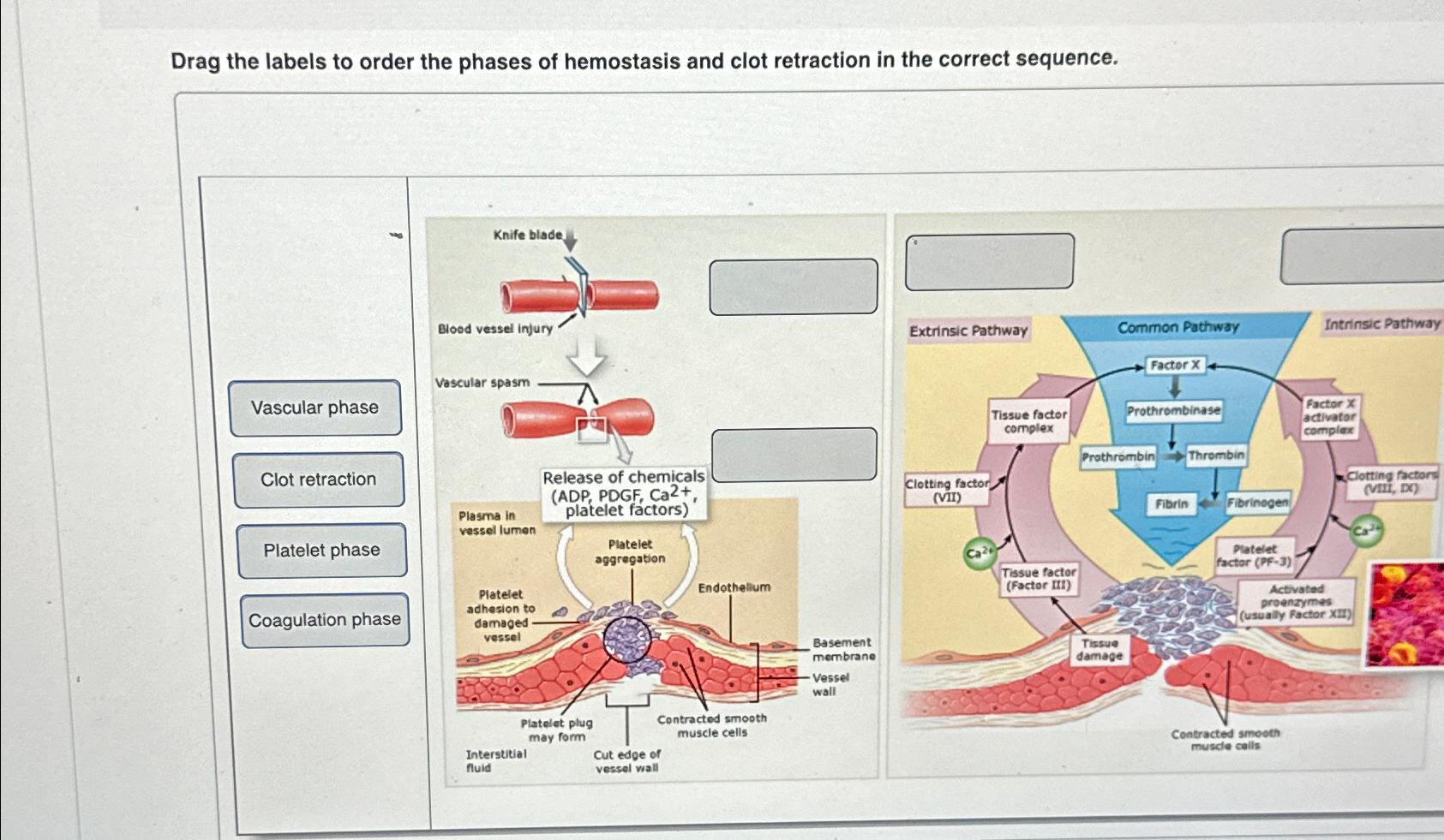 solved-drag-the-labels-to-order-the-phases-of-hemostasis-and-chegg