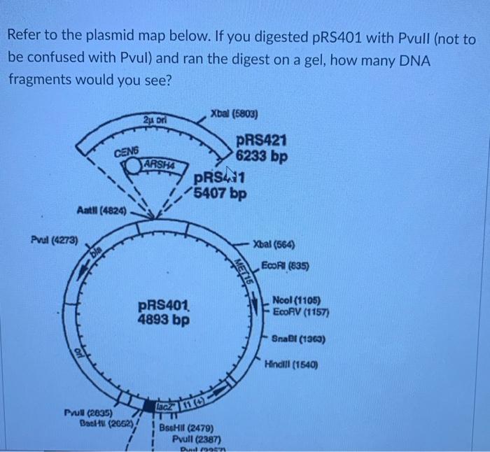 Solved Refer to the plasmid map below. If you digested | Chegg.com